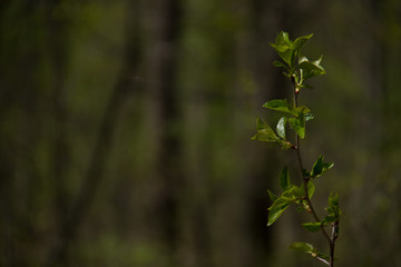 A branch of a tree on the background of a blurred forest