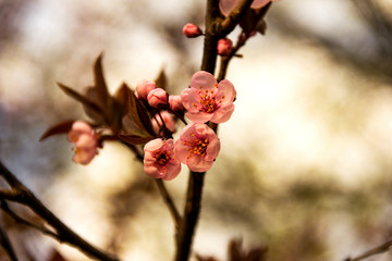 Beautifully сherry flowers closeup. Spring flowers.