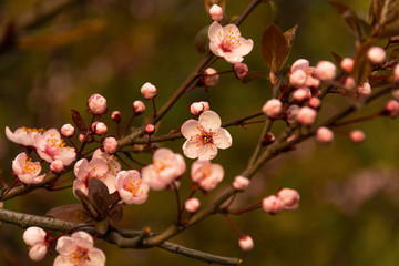 Beautifully сherry flowers closeup. Spring flowers.