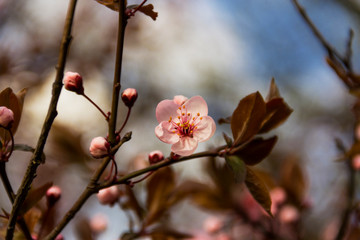 Beautifully сherry flowers closeup. Spring flowers.