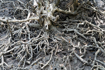 The roots of the mangroves