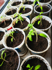 Growing tomatoes seedlings. Small tomato green plants - modern vegetable eco-production in a greenhouse.