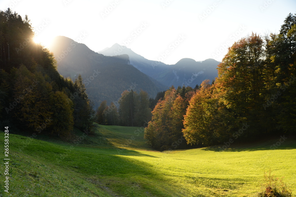 Canvas Prints Waldrand mit Abendsonne