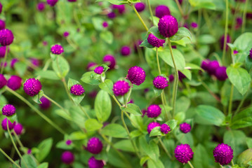 Field of flowering crimson clovers