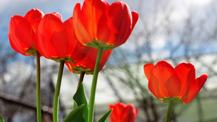Obraz premium Red tulips growing in the garden. Spring background.