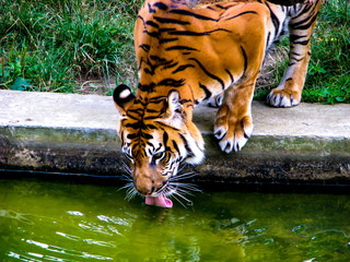 Big orange tiger drinks water. Tiger with tongue out.