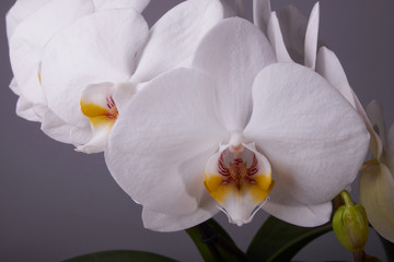 nature background macro white Orchid flowers