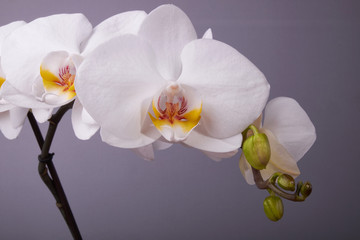 Naklejka na ściany i meble nature background macro white Orchid flowers