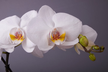 nature background macro white Orchid flowers