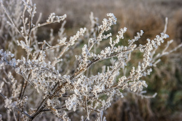 Rime or hoar frost on the branches of a bush on a cold winter morning