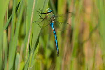 Emperor (Anax imperator) dragonfly perched on a reed in the summer sunshine.  Taken at Forest Farm Nature Reserve, Cardiff, South Wales, UK