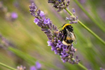 Detailed capture of a bee, harvesting the nectar on lavender flowers