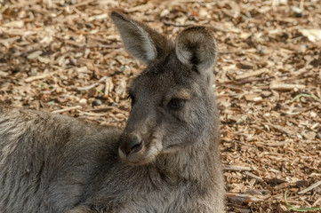 Grey Forester Head and Shoulders