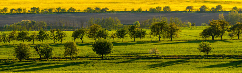 panorama of spring fields criss-crossed with fruit tree rows