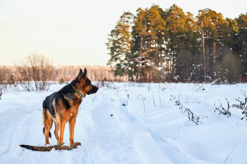 Dog German Shepherd on the road in a winter day
