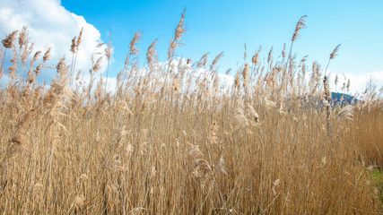 Obraz premium closeup to high grass , blue sky