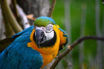 Ara