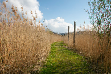 Obraz premium grassy path between high grasses in the city park