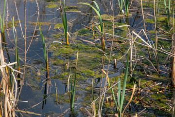 grass growing in a pool