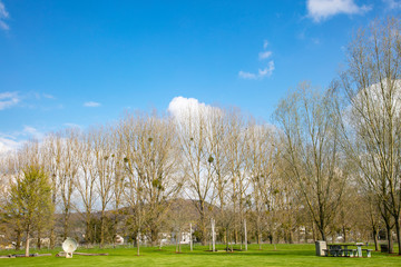 beautiful blue sky above the trees