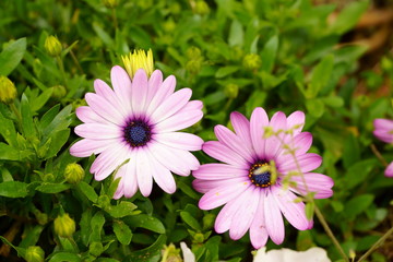 Obraz premium 花
