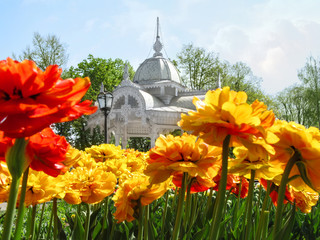 Sumy, Ukraine - April 28, 2019: A flower bed of bright yellow-red terry tulips against the background of a beautiful old carved arbor in Pokrovsky Square in Sumy. Beautiful landscape, bottom view