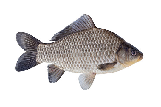 The Prussian carp, silver Prussian carp or Gibel carp  isolated on a white background