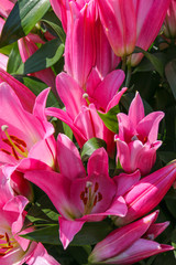 A beautiful pink Lily plant in full flower in the spring sunshine.  Growing in a garden in Cardiff, South Wales, UK