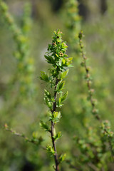 Thunbergs spiraea