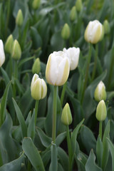 Tulip Coquette