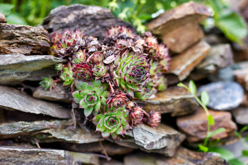 the mountain plant among the stones