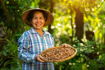 Asian Woman farmer holds the Kopi luwak or civet coffee with a happy smile, Kopi luwak or civet coffee on the coffee leaf. - obrazy, fototapety, plakaty