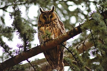 Gufo Reale (Bubo Bubo)