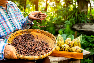 Hands holding Cocoa Beans, Aromatic cocoa beans as background, Cocoa Beans and Cocoa Fruits on wooden.