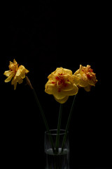 Dead yellow narcissus on black background