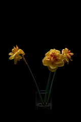Dead yellow narcissus on black background