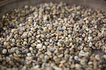 Raw Kopi Luwak coffee beans on coffee farm