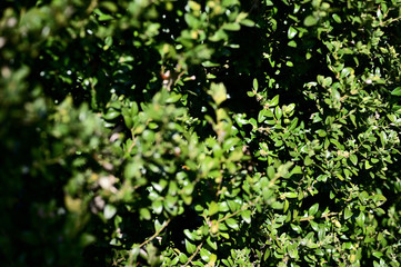 Small flowers on a buxus bush with green leaves.