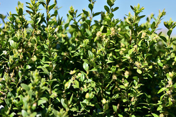 Small flowers on a buxus bush with green leaves.