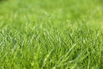 Green grass in sunlight, selective focus. Bright spring nature background, sunny meadow texture