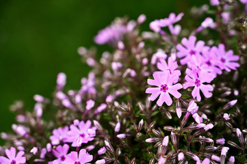 Fototapeta premium Pink flowers alpine plants.
