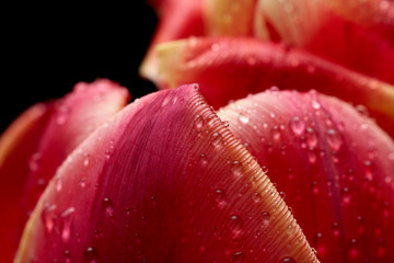 A beautiful tulip. Water drops on flower petals. Tulips on Dark background