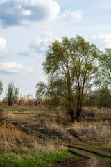 spring, all nature is just waking up, and not all trees have blossomed, the leaves