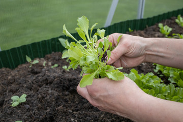 bio Pflanze gemüse beet