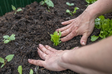 erde pflanzen beet bio gemüse