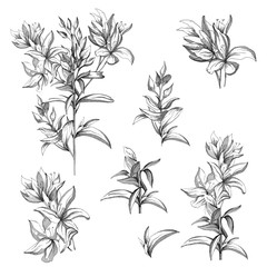 Set of vector contour flowers on a white background. Sketches of the isolated flowers drawn by ink. Contour Clipart for summer design and colorings.