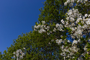 white flowers on a tree