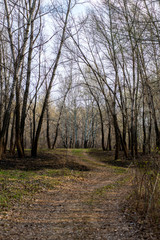 spring, all nature is just waking up, and not all trees have blossomed, the leaves