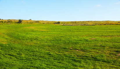 Rural landscape with green cultivations and blue sky, south italy