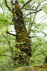 With moss covered tree in the wood